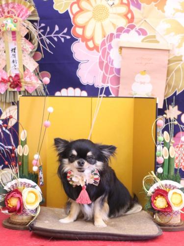 20240127プリンちゃん